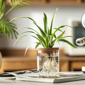 Wangsdjy stations on a windowsill with herbs for fresh greens