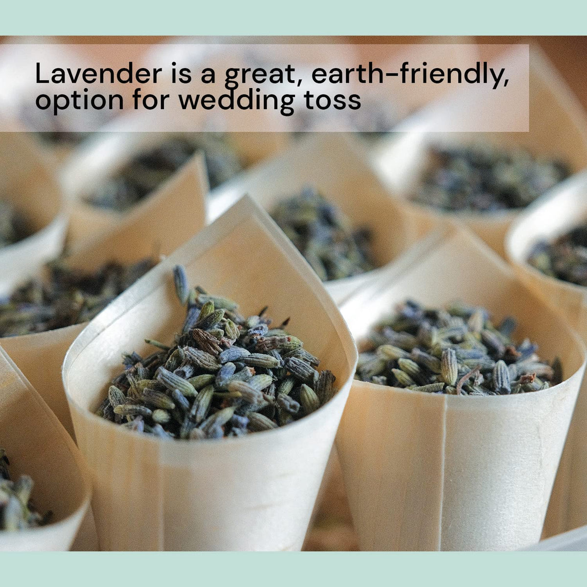 Waterglider International dried lavender buds in wedding toss displays.