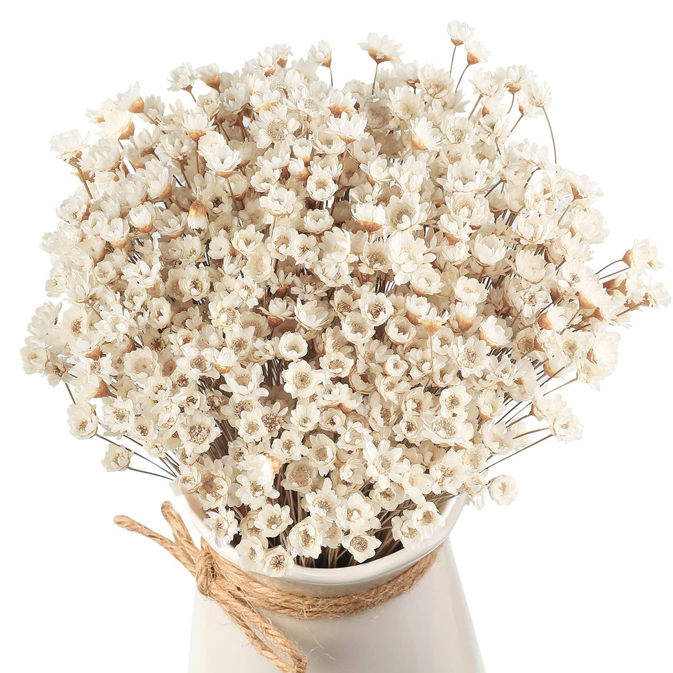 WILLBOND natural dry flowers with mini chamomile daisies for elegant arrangements.