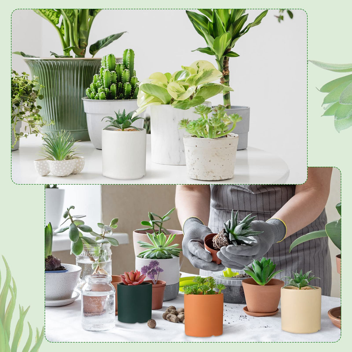 WILLBOND mini succulents ideal for in-home floral arrangements