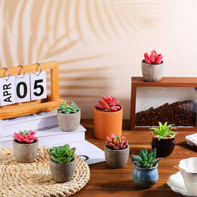 WILLBOND succulent wreaths and terrariums ready to assemble