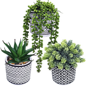 Winlyn 3 Pcs small succulent set in concrete pots enhances modern decor