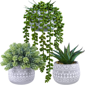 Winlyn aloe potted succulent in a gray concrete pot for stylish indoor decor
