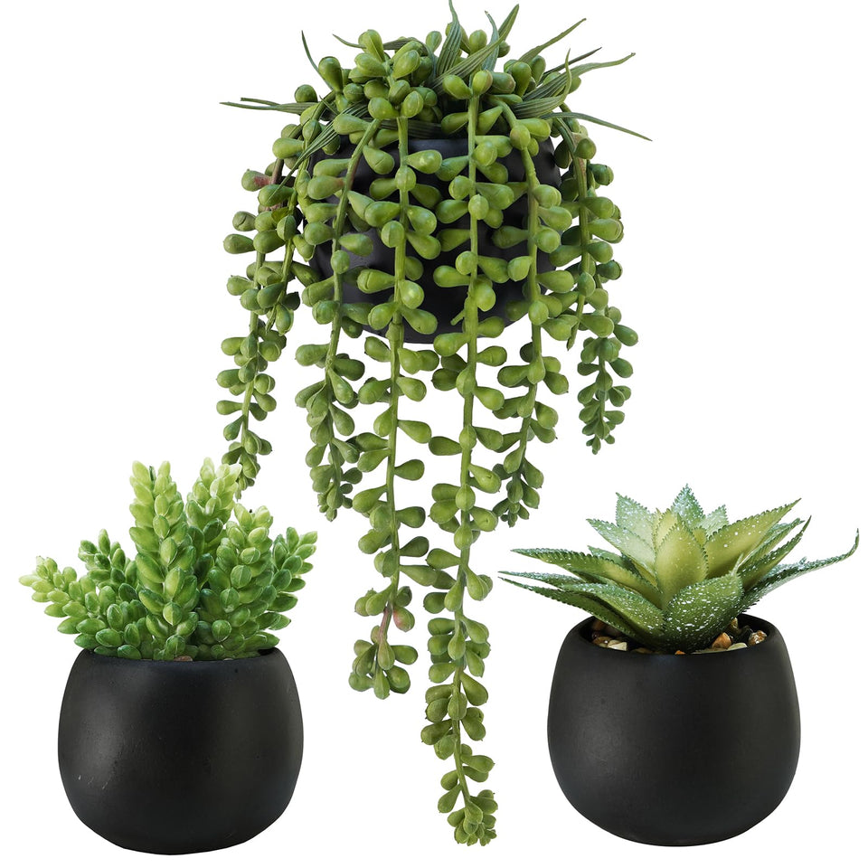 Winlyn Aloe succulent in black cement pot for desk decor and low maintenance greenery