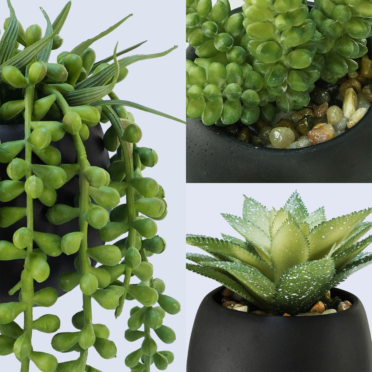 Winlyn Donkey Tail in black cement pot brings cascading greenery to any coffee table