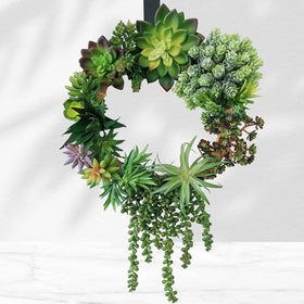 Winlyn echeveria pick delivers lush greenery for DIY bouquets and displays