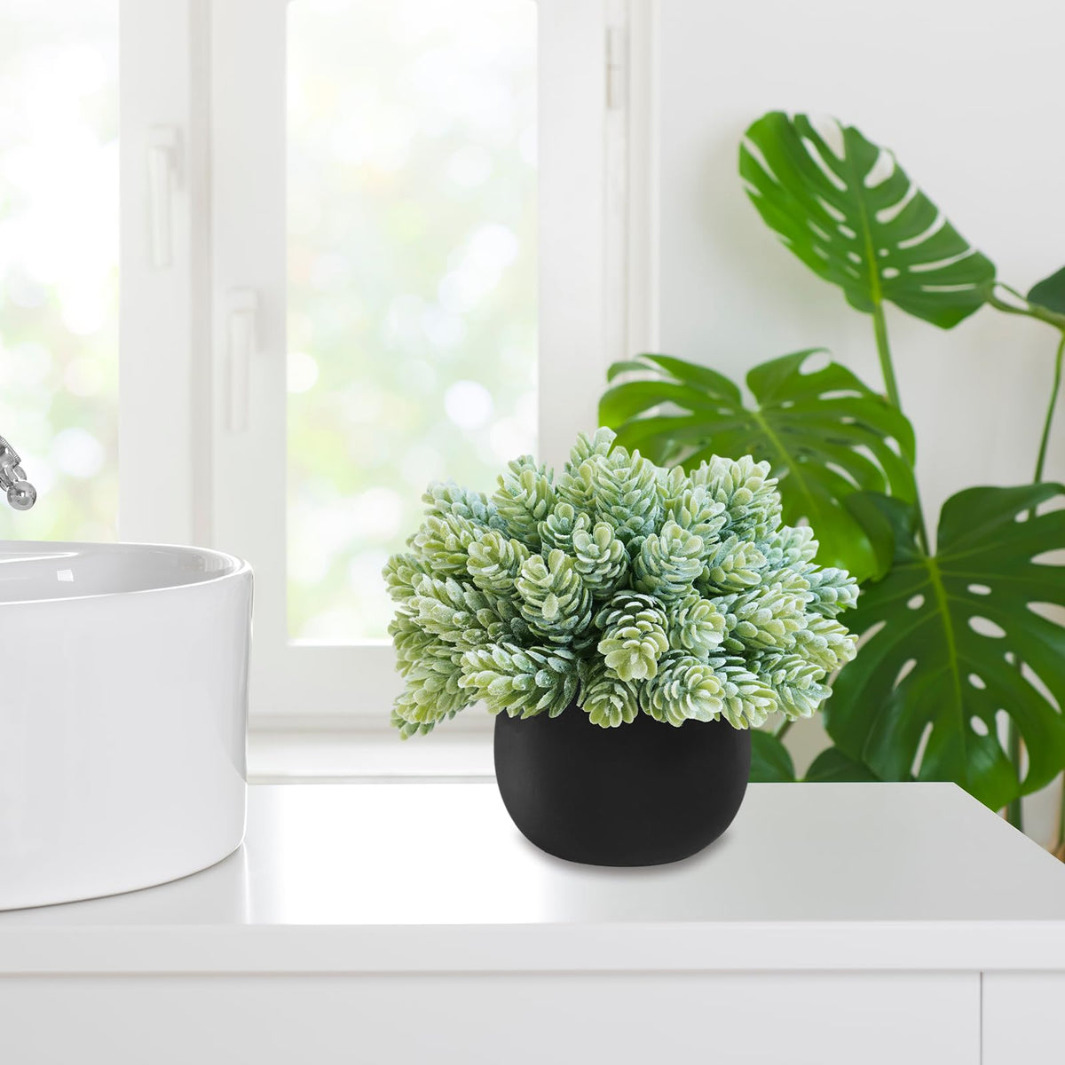 Winlyn compact plants brighten entryways and windowsills with low upkeep.