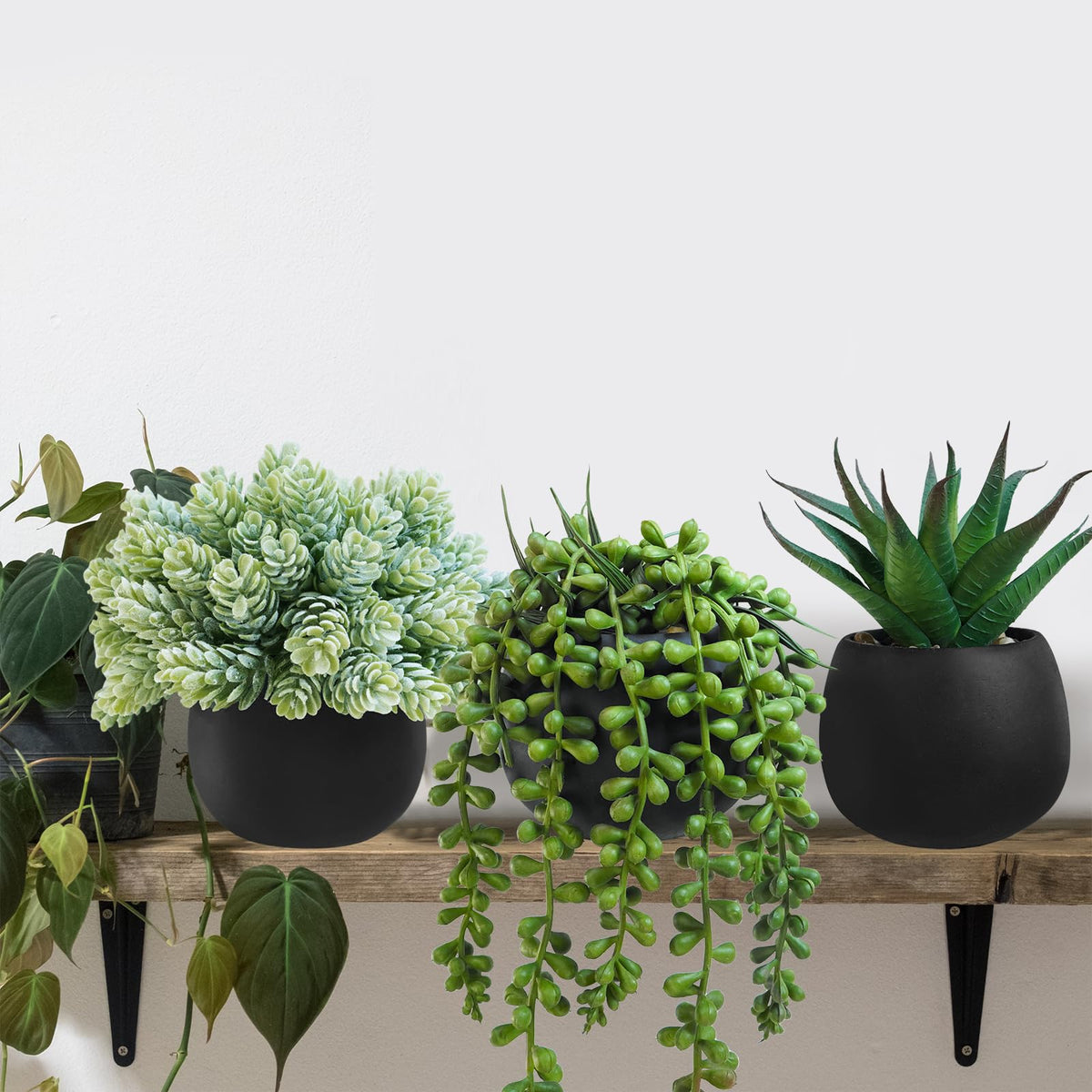 Winlyn trio of succulents in black pots elevates small spaces with greenery.