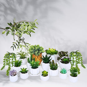 Winlyn pachyphytum stem provides varied height and form for creative arrangements