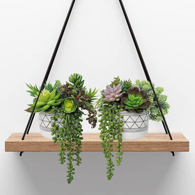 Winlyn spiky aloe stem brings architectural touch to centerpieces and shelves