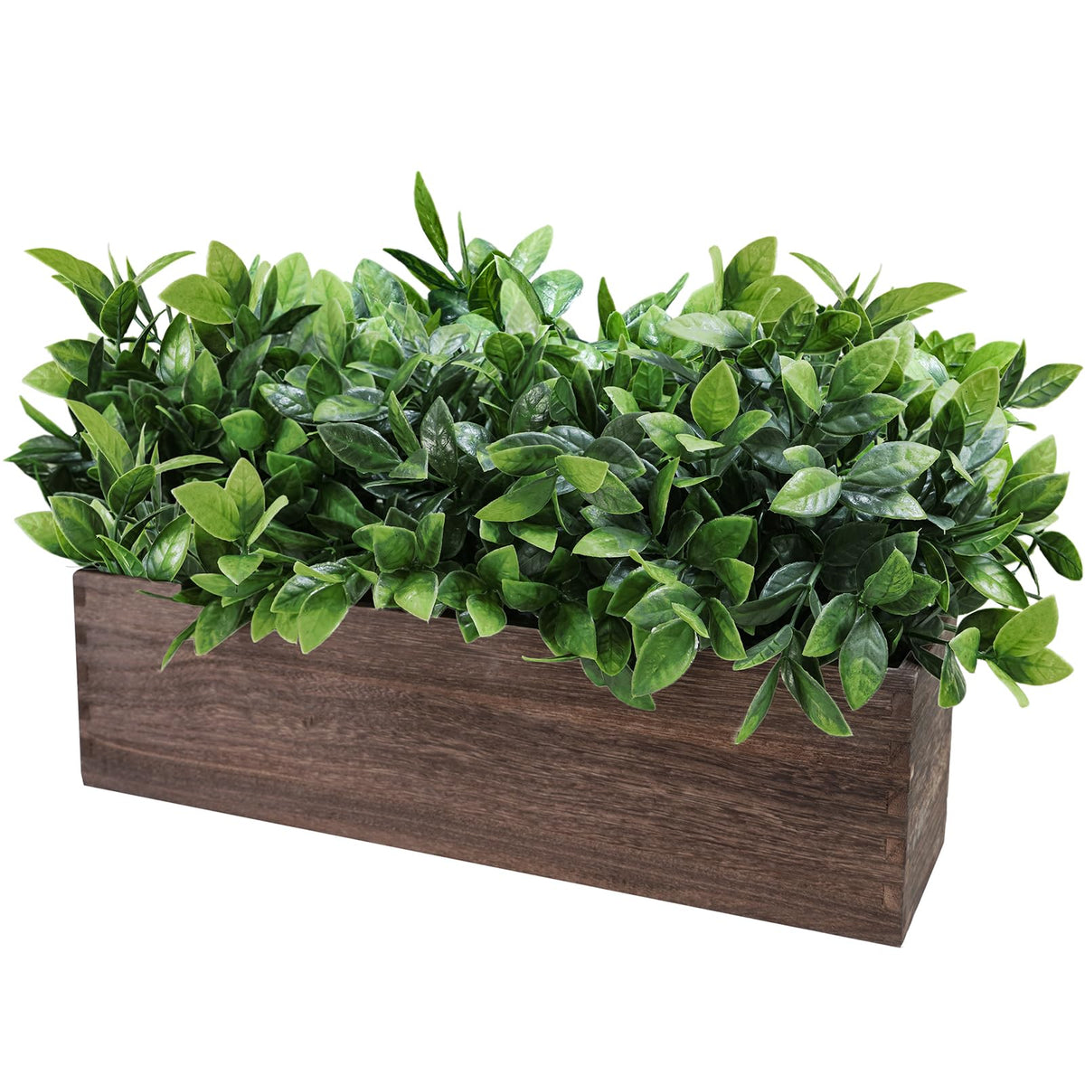 Winlyn boxwood greenery close-up shows lush texture with maintenance-free appeal.