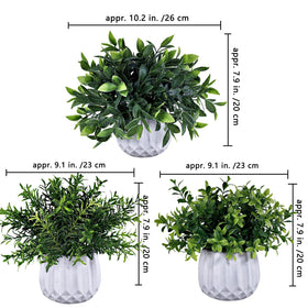 Winlyn boxwood potted plant delivers lush greenery for living rooms and offices
