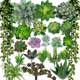 Winlyn Burro's Tail pick adds lush texture to DIY succulent displays.