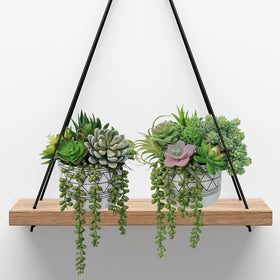 Winlyn Echeveria succulent stem enhances tabletop centerpieces.