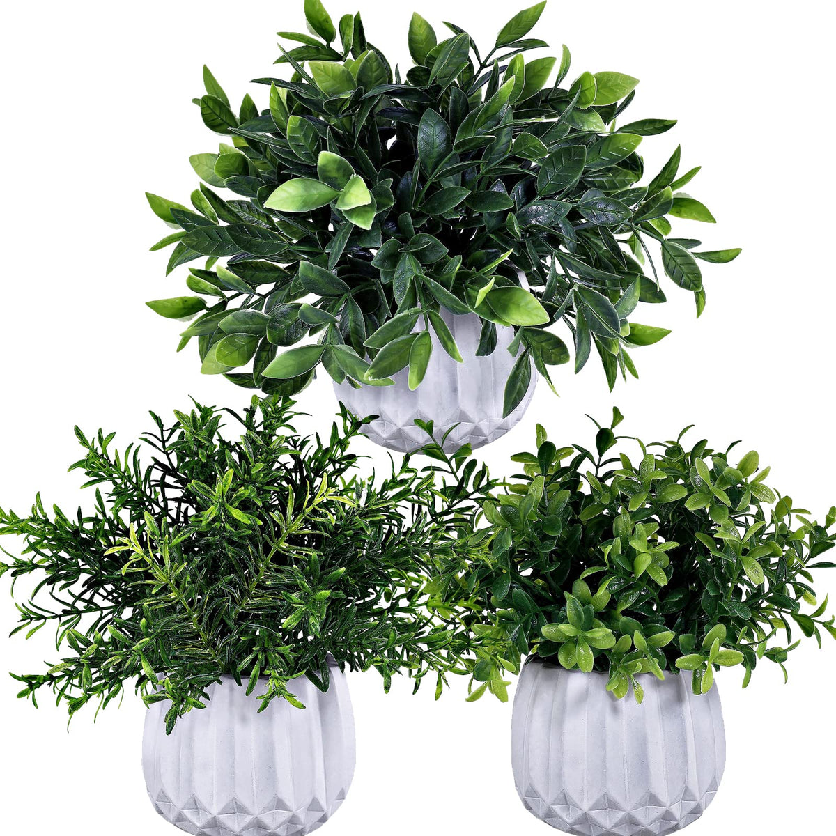 Winlyn eucalyptus potted plant enhances desk or shelf with vibrant greenery