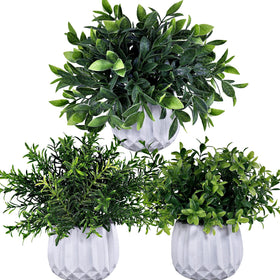 Winlyn eucalyptus potted plant enhances desk or shelf with vibrant greenery