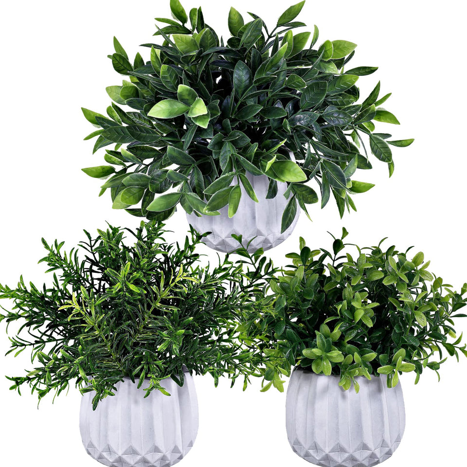 Winlyn eucalyptus potted plant enhances desk or shelf with vibrant greenery