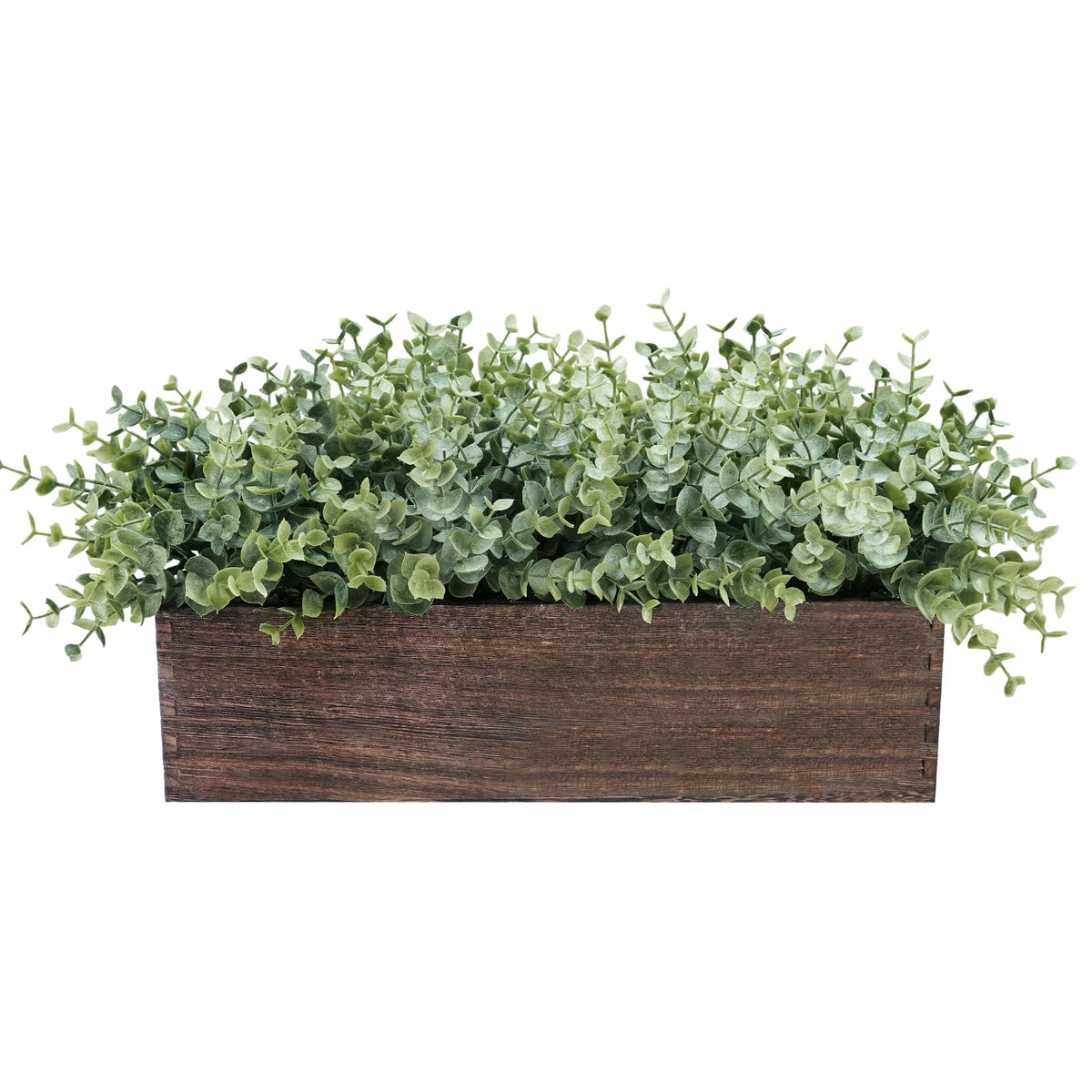 Winlyn eucalyptus in a rectangular wooden planter enhances rustic farmhouse style.