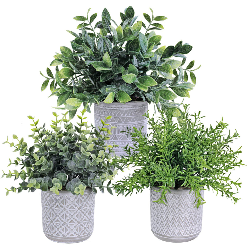 Winlyn eucalyptus and rosemary potted plants in a gray geometric pot, ideal for gifting.