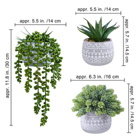 Winlyn hops potted succulent in a gray pot adds modern texture
