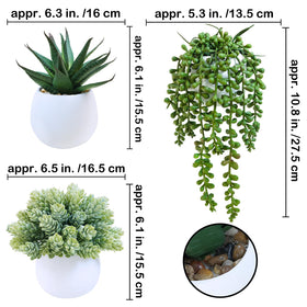 Winlyn hops succulent in white pot adds rustic greenery to shelf display