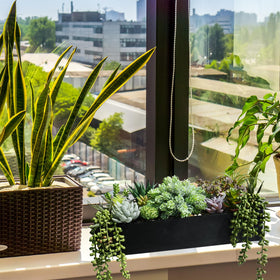 No watering or sunlight needed for long-lasting greenery.