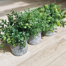Winlyn set of three potted greens offers year-round décor versatility.