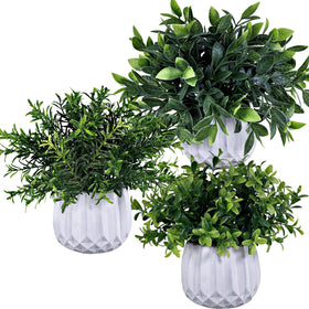 Winlyn rosemary potted plant adds a fresh herb-inspired decor touch