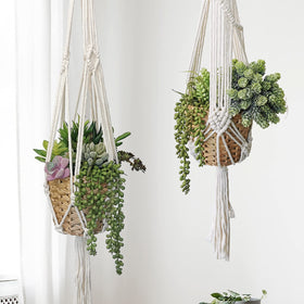 Winlyn Sedum stem adds greenery and dimension to displays.