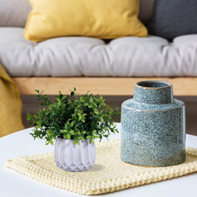 Winlyn shelf-friendly plant collection fits neatly on shelves