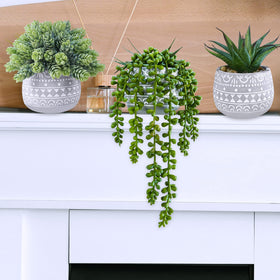 Winlyn string of pearls potted succulent brightens desks and shelves
