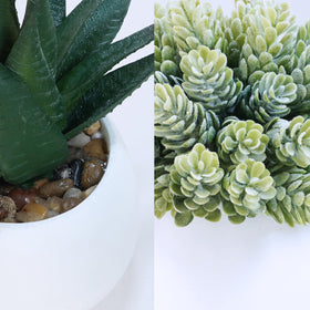 Winlyn string of pearls succulent in white pot brightens windowsill