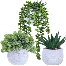 Winlyn aloe succulent in a white geometric pot for stylish windowsill greenery