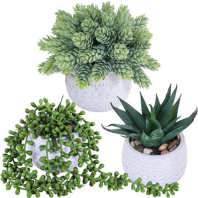 Winlyn string of pearls succulent in a pot enhances trailing decor and space efficiency