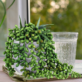 Winlyn gift-ready succulent set in stylish packaging