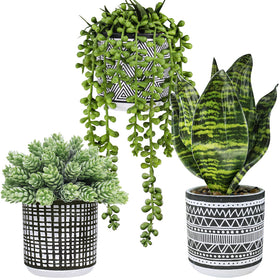 Winlyn faux succulents hanging in black pots enhance window displays.