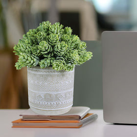 Winlyn succulents on windowsill setup for bright corners