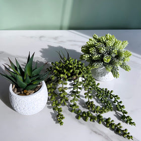 Winlyn windowsill display brings fresh greenery to tight spaces and light interiors