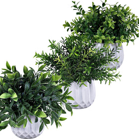Winlyn windowsill greenery ensemble brightens small spaces with natural vibes