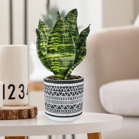 Winlyn windowsill display with greenery and natural vibe.