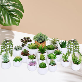 Winlyn Yucca pick provides architectural accent for terrariums and wreaths.