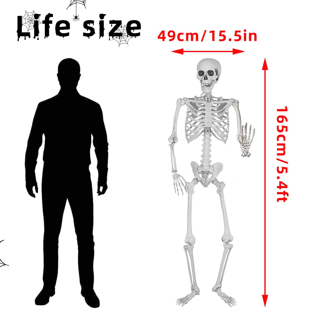 Wocst skeleton close-up showing movable joints and sturdy plastic construction.