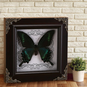 WTUAWB Green-Banded Queen butterfly close-up in frame shows natural color patterns