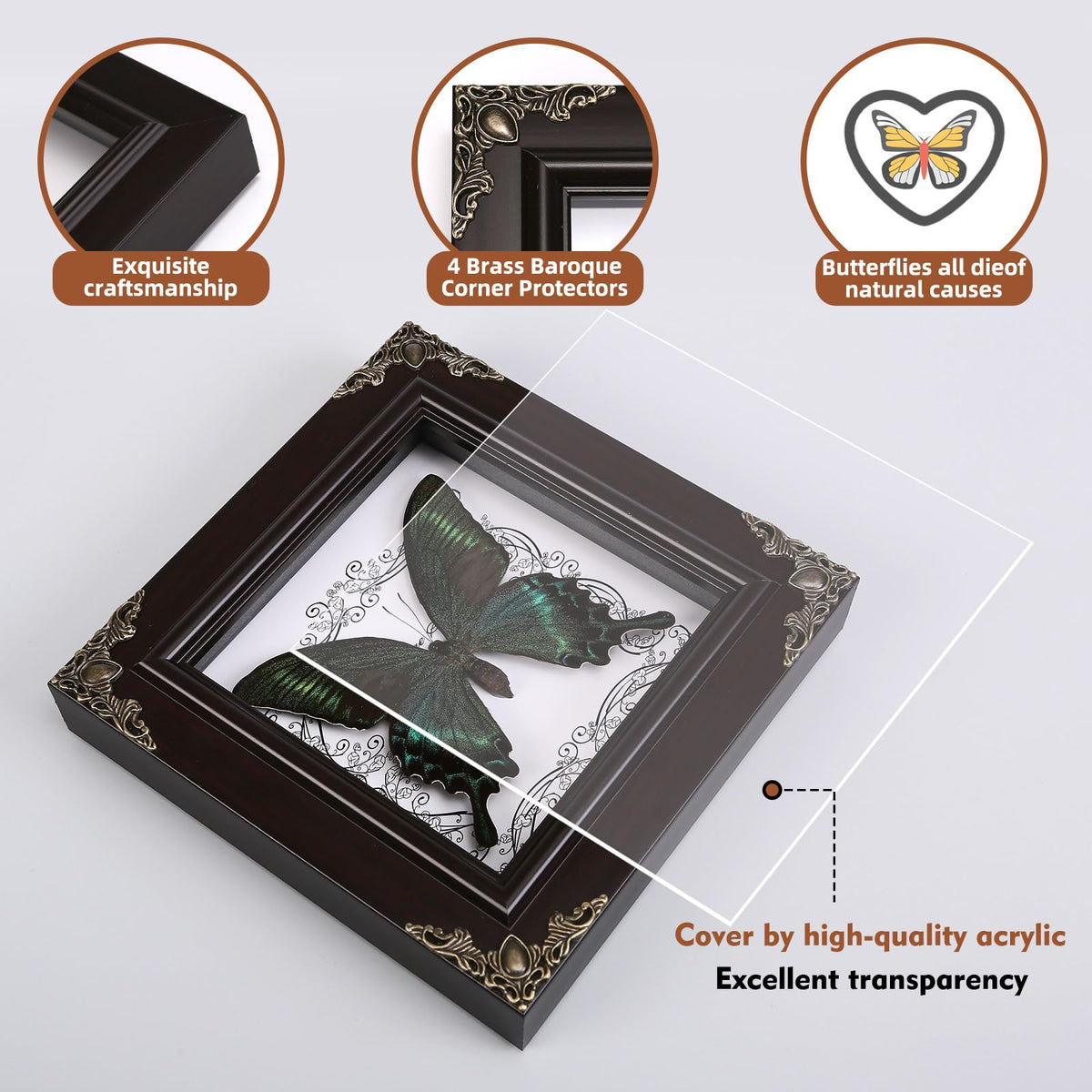 WTUAWB Handmade taxidermy butterfly preserved for timeless indoor display