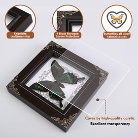 WTUAWB Handmade taxidermy butterfly preserved for timeless indoor display