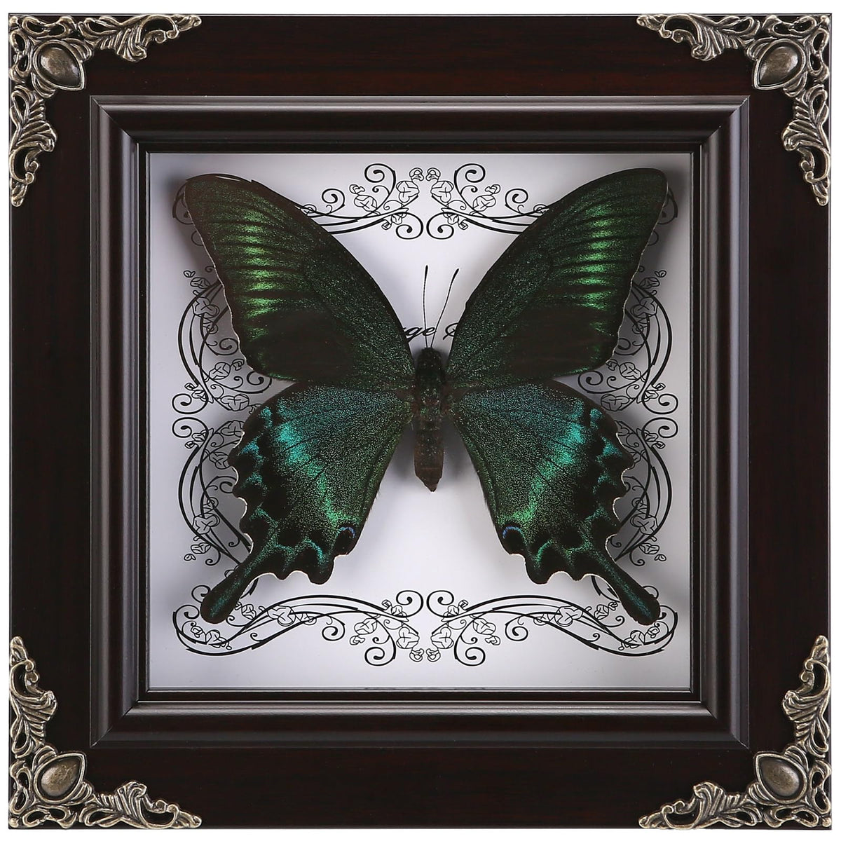 WTUAWB real butterfly framed in Gothic shadow box for elegant wall decor