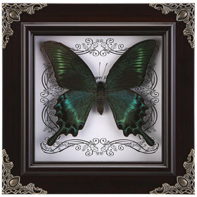 WTUAWB real butterfly framed in Gothic shadow box for elegant wall decor