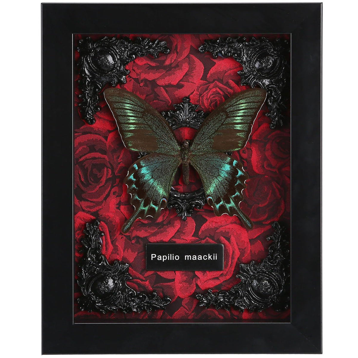 WTUAWB real butterfly shadowbox wall display with durable preservation