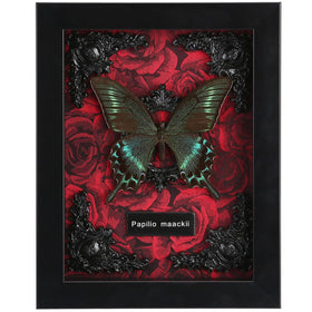 WTUAWB real butterfly shadowbox wall display with durable preservation