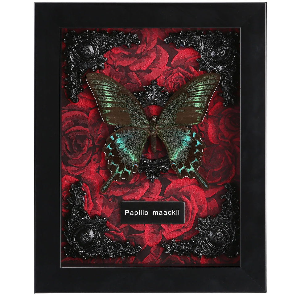 WTUAWB real butterfly shadowbox wall display with durable preservation